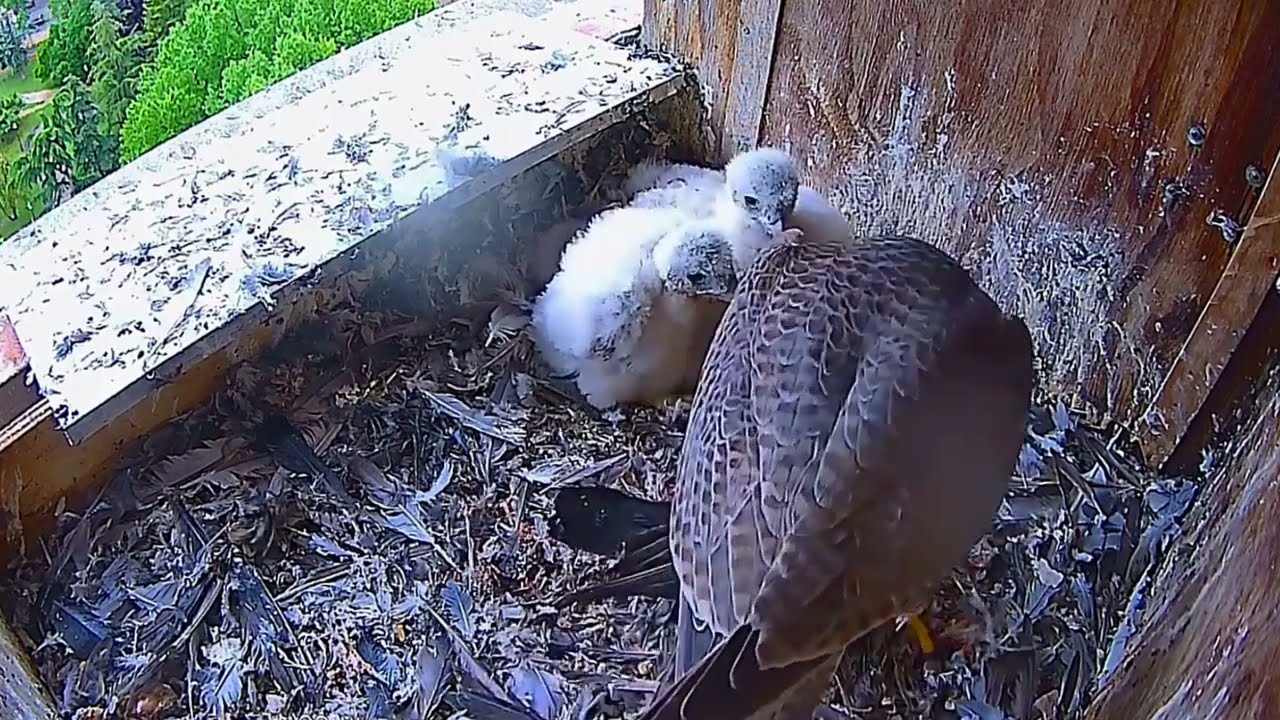 #falcon Cam3#56 Review baby birds in the nest - Dad and mother brings food to feed their chicks