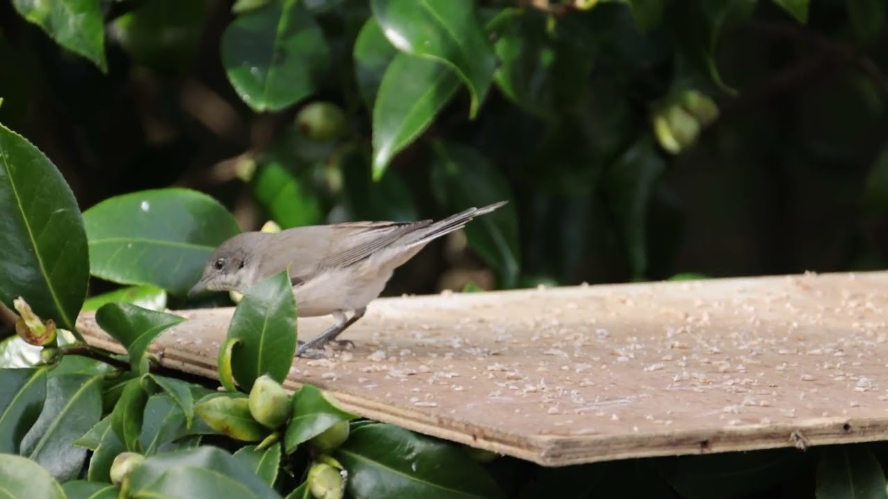 Lesser Whitethroat halimodendri  17:02:20265
