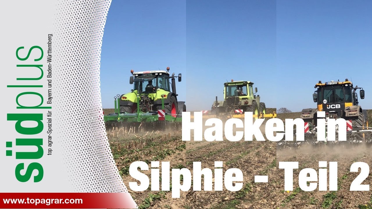 Unkrautvernichtung bei der Durchwachsenen Silphie: Was können die verschiedenen Hacken?