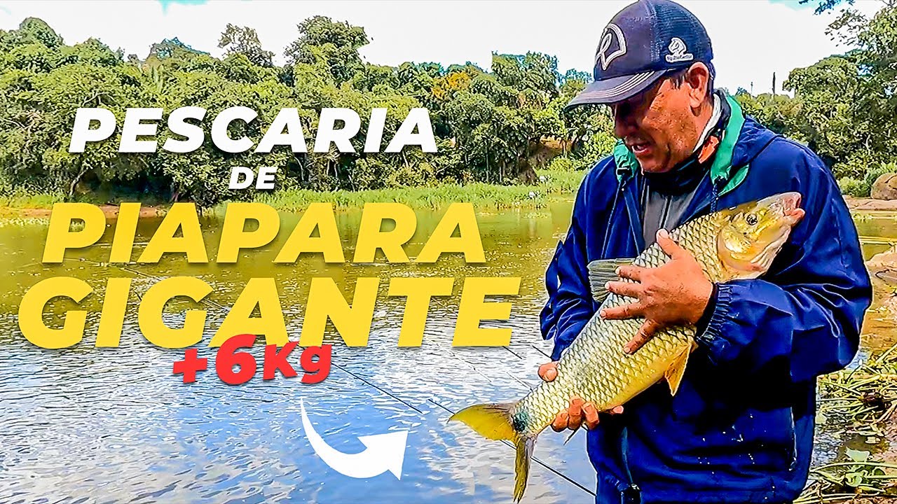 PIAPARA GIGANTE DO RIO ATIBAIA