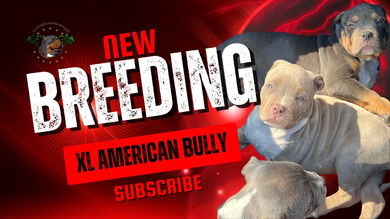 XL American Bully Breeding 2025