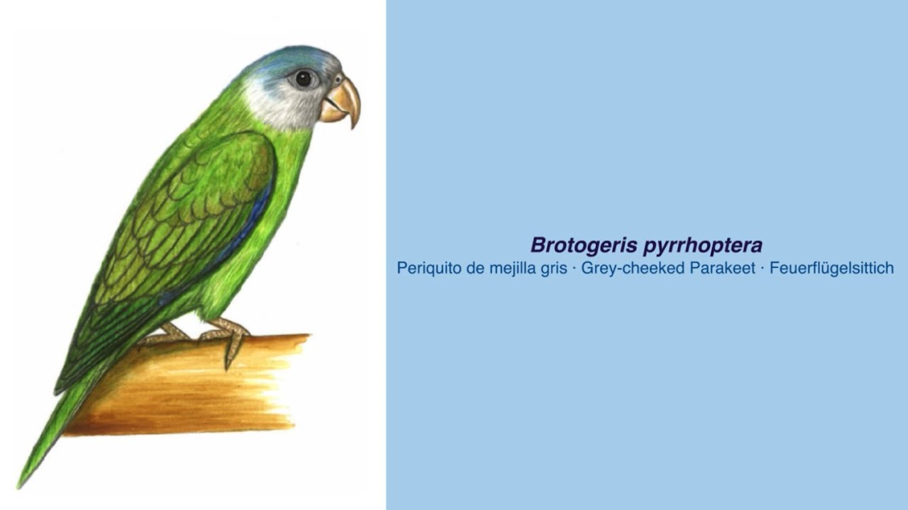 Video Encyclopedia of Parrot Species - #262 Brotogeris pyrrhoptera