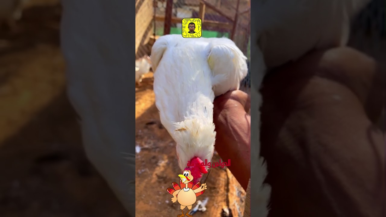يومياتي في المزرعة/نتائج تهجين دجاج الليجهورن الأبيض مع الدجاج العربي ٢