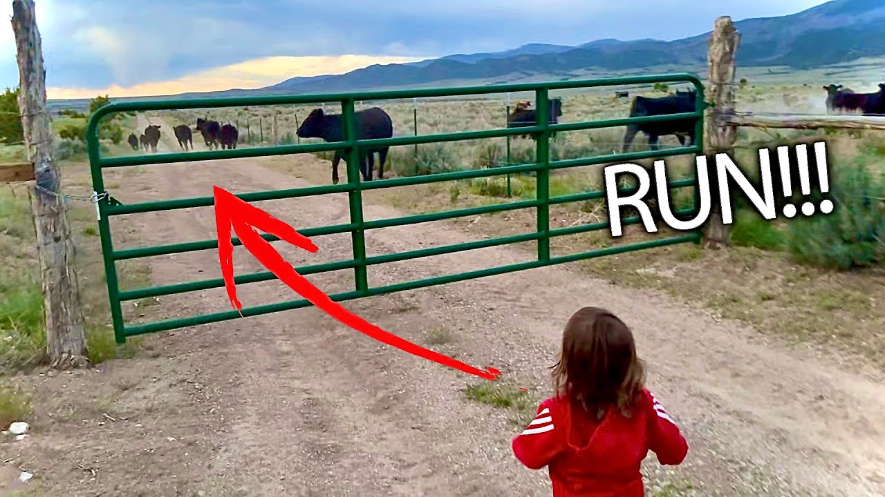 2 Year Old Chases COWS!!