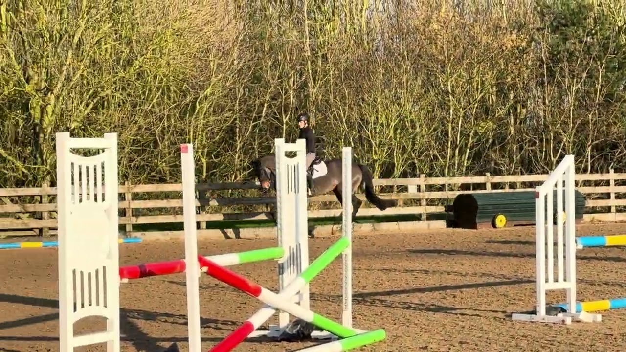 6yr old grassroots horse