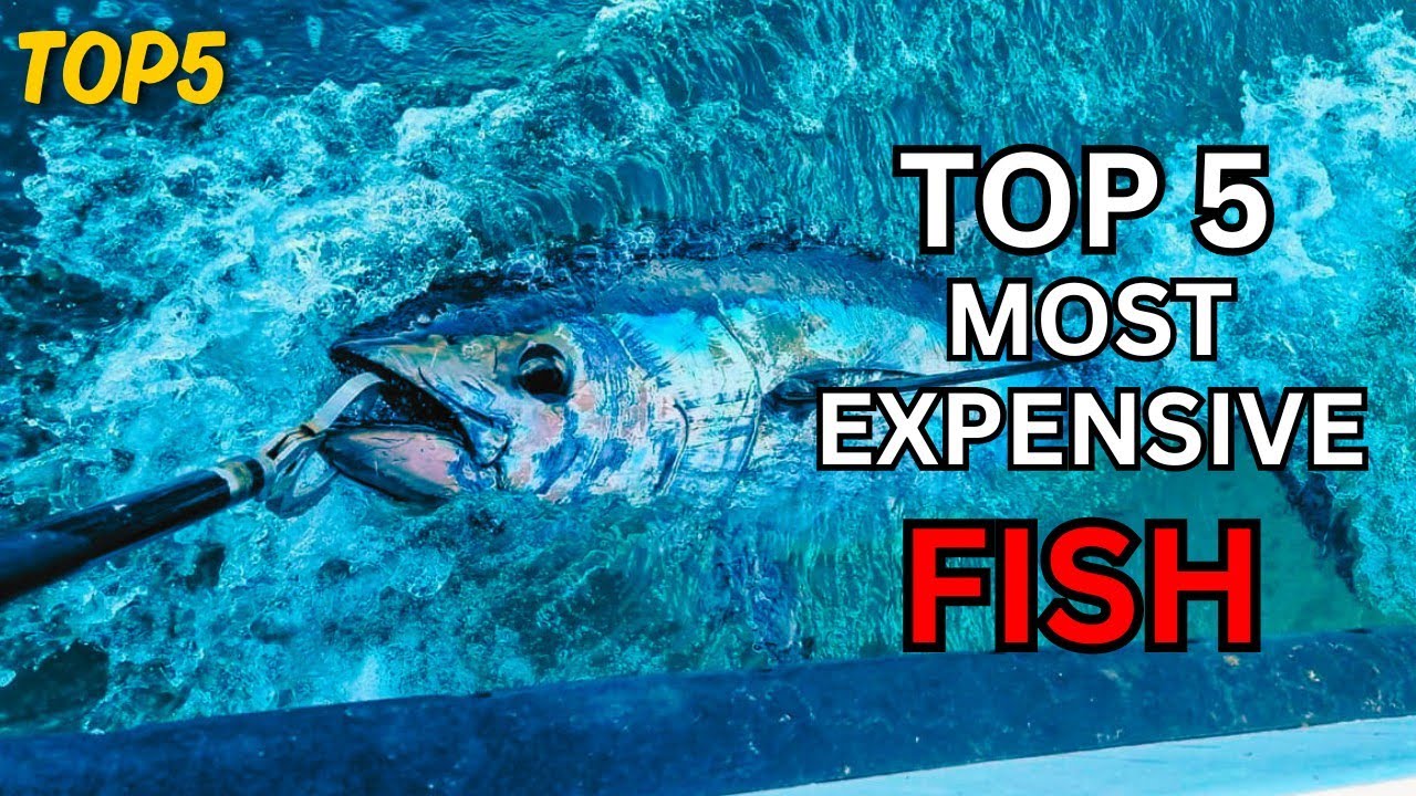 Top 5 Most Expensive Fish In The World