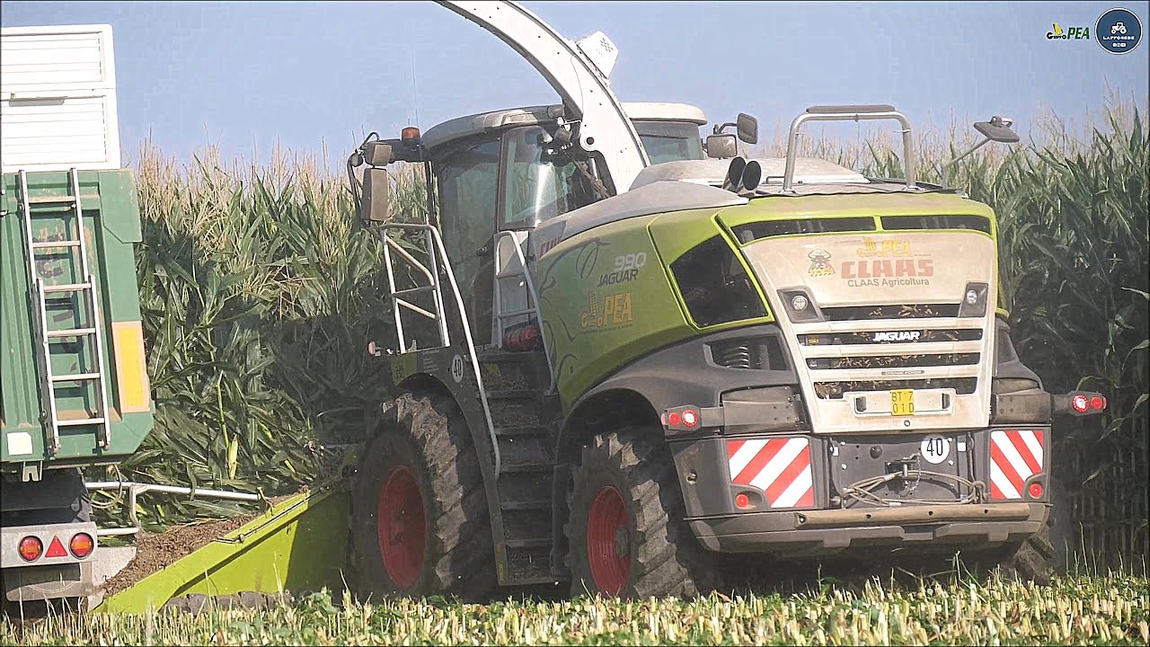 Claas Jaguar 990 & 10 trailers - Gruppo PEA - Big corn silage in Italy 🇮🇹 2023