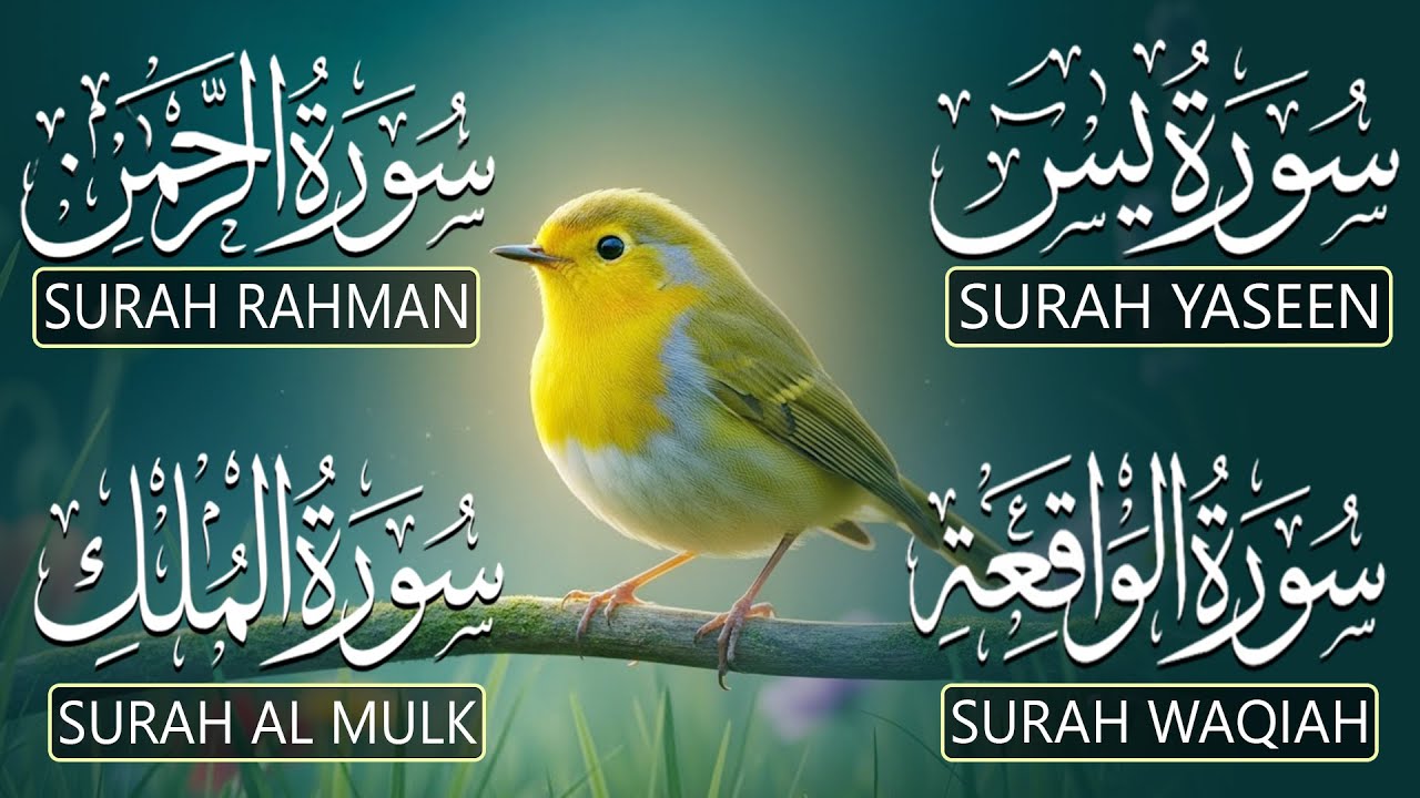 Relax Your Mind Through Quran Tilawat That Soothes Hearts | Surah Yasin  Ar-Rahman Al-Waqiah Al-Mulk