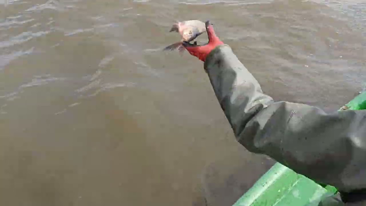 Odłowy tarlaka Sandacza Siemianówka 17 04 2025 mp4