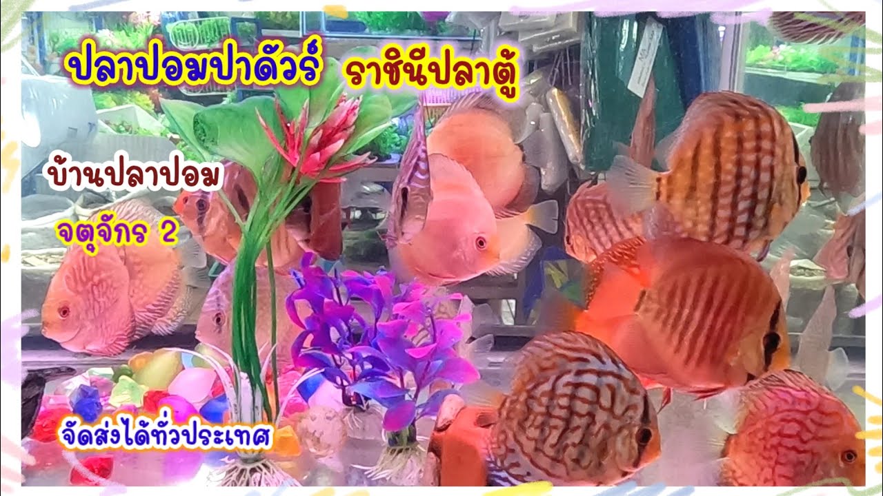 ปลาปอมปาดัวร์ ราชินีปลาตู้ ปลาสวยเกรดเอ จตุจักรมีนบุรี บ้านปลาปอม จัดส่งได้ทั่วประเทศ