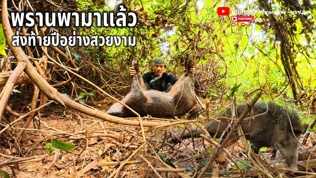 หมูป่าบัก3ศอกมาแล้ว/ຫມູປ່າບັກ3ສອກມາແລ້ວ Phranpha - พรานพา