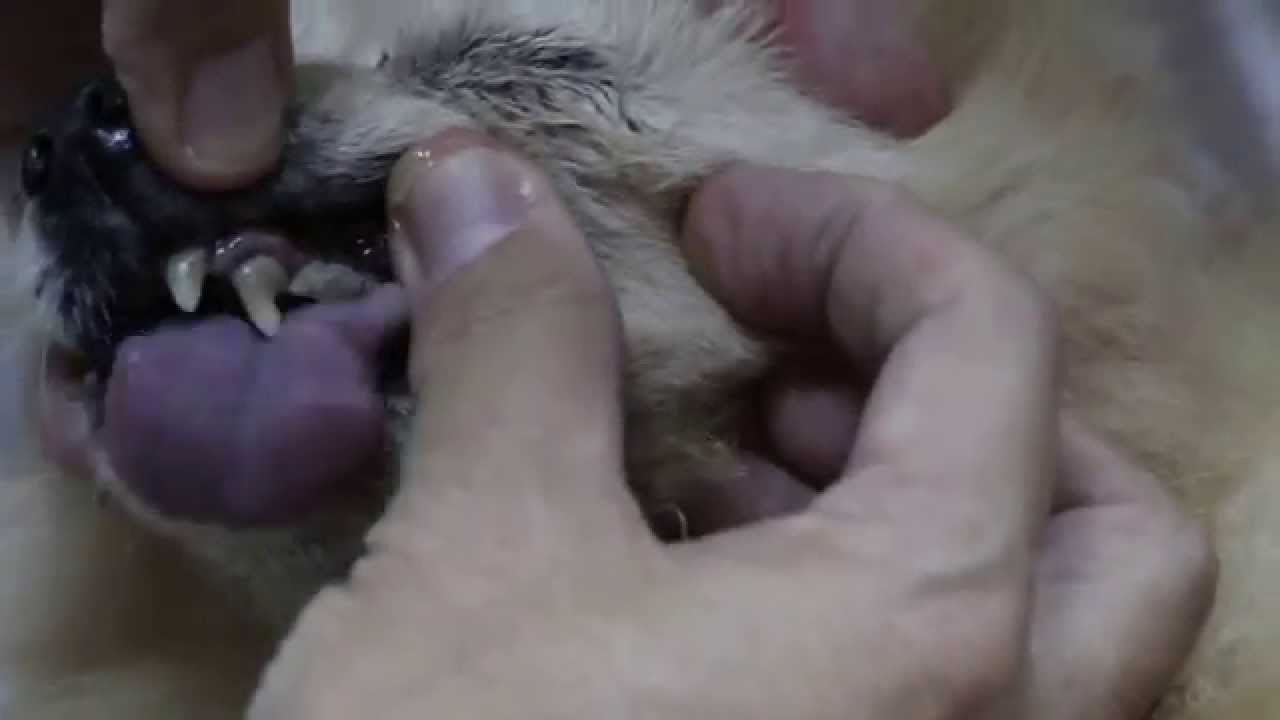 Carnaissal (malar) tooth and oro-nasal fistula Part 2