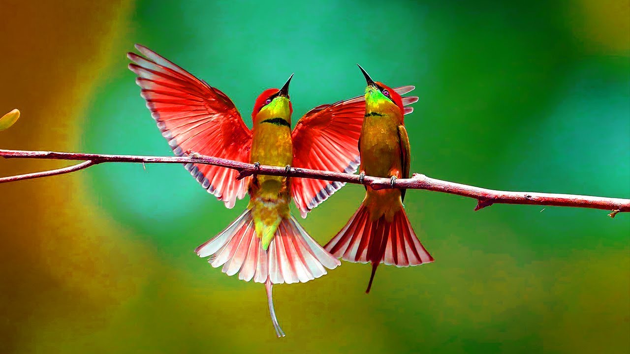 6 Hours Of Beautiful Bird Sounds  (no music)  Relaxing Nature Sounds, Chirping Birds