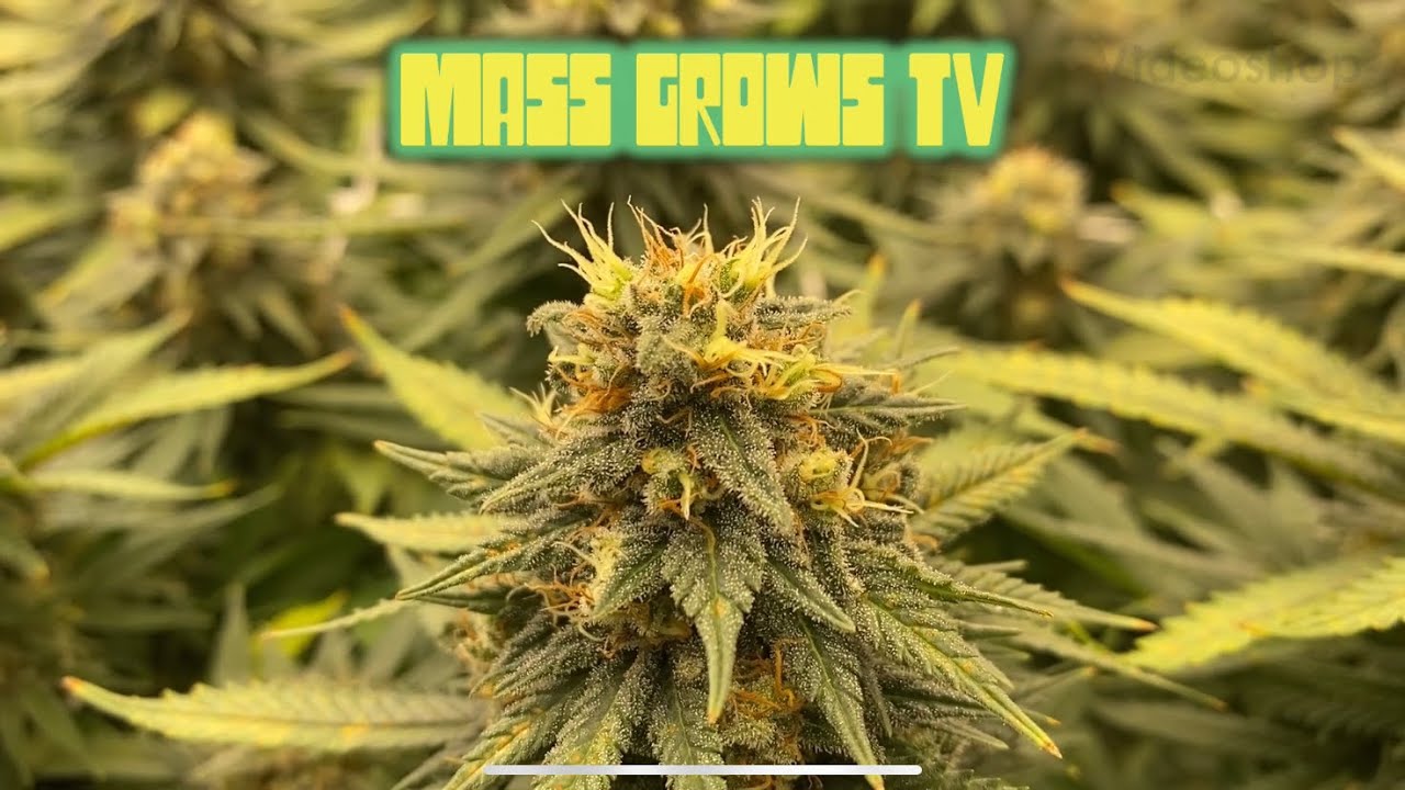 Canna Nutrients Grow - Week 7 Of Flowering