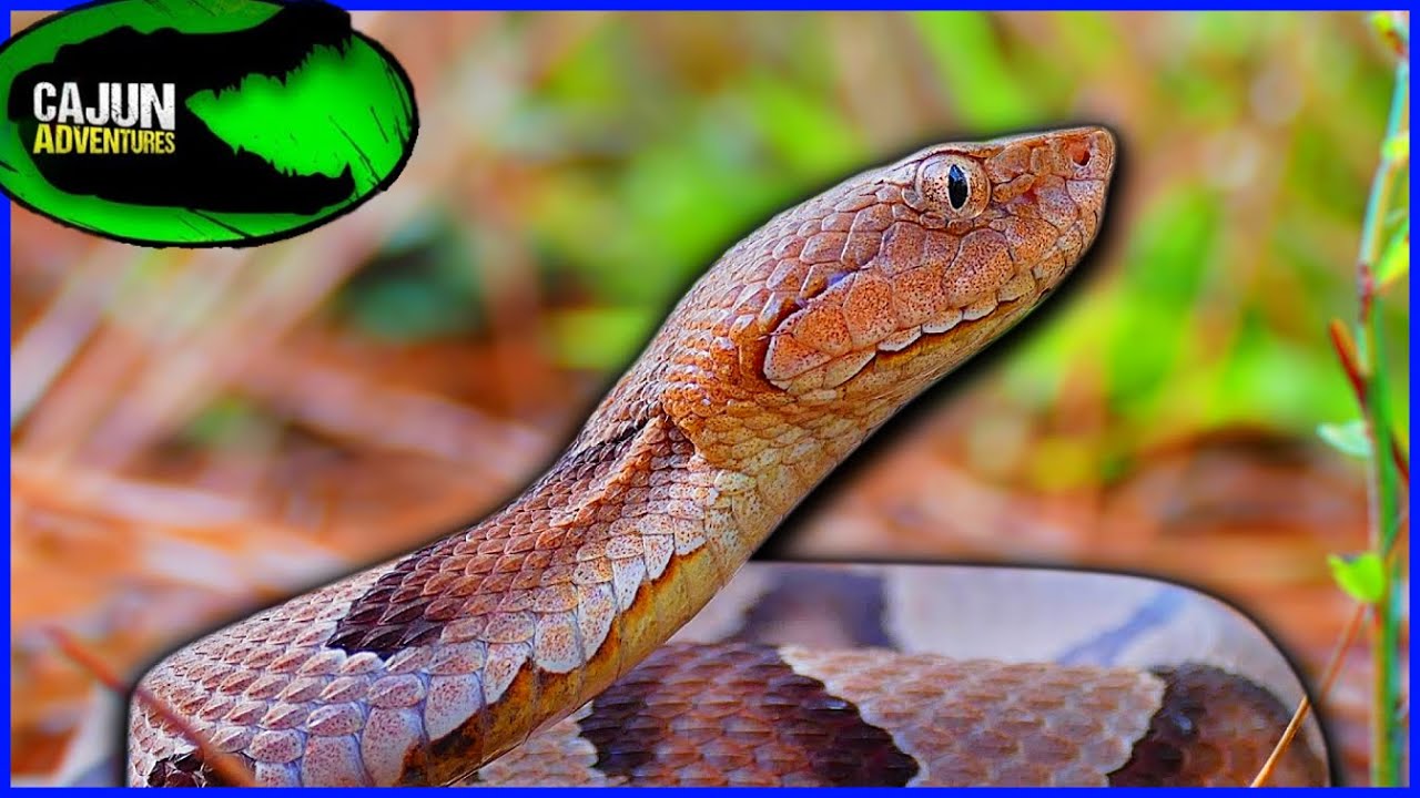 Copperheads.... Are they ACTUALLY Aggressive?....