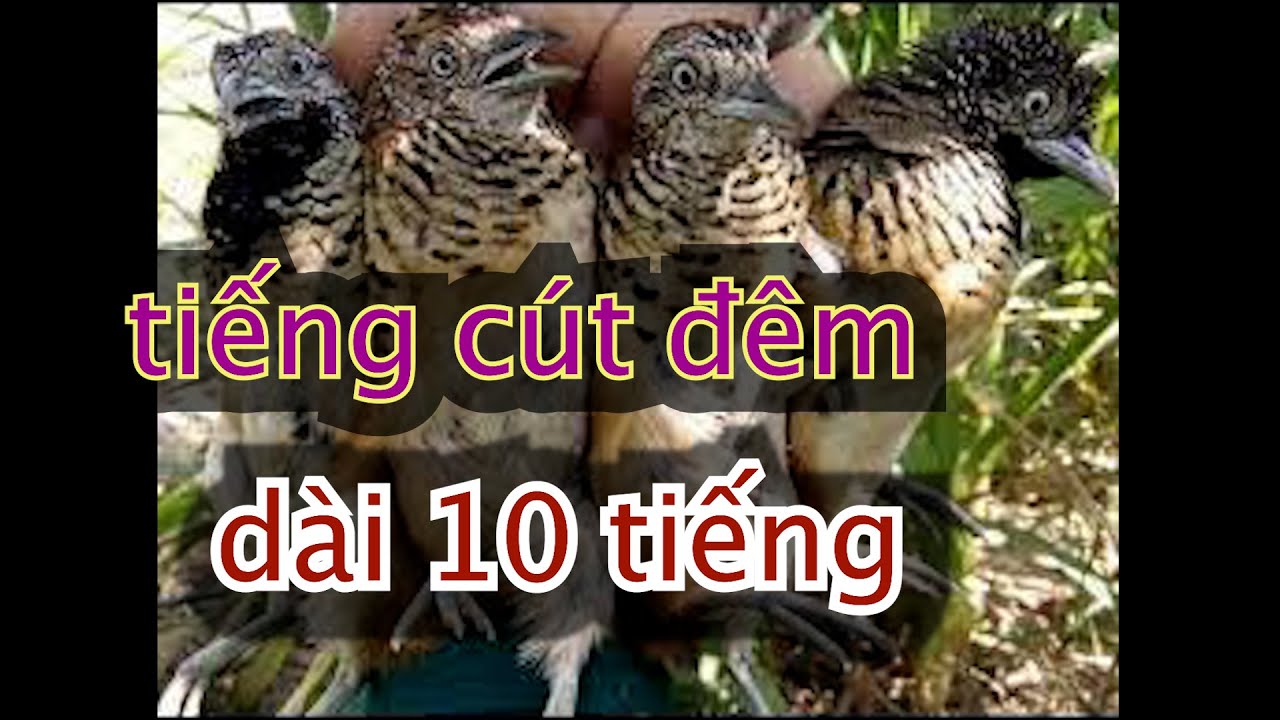 Tiếng chim cút mồi chuyên bẫy đêm dài 10 tiếng quai call sound 10 hours long