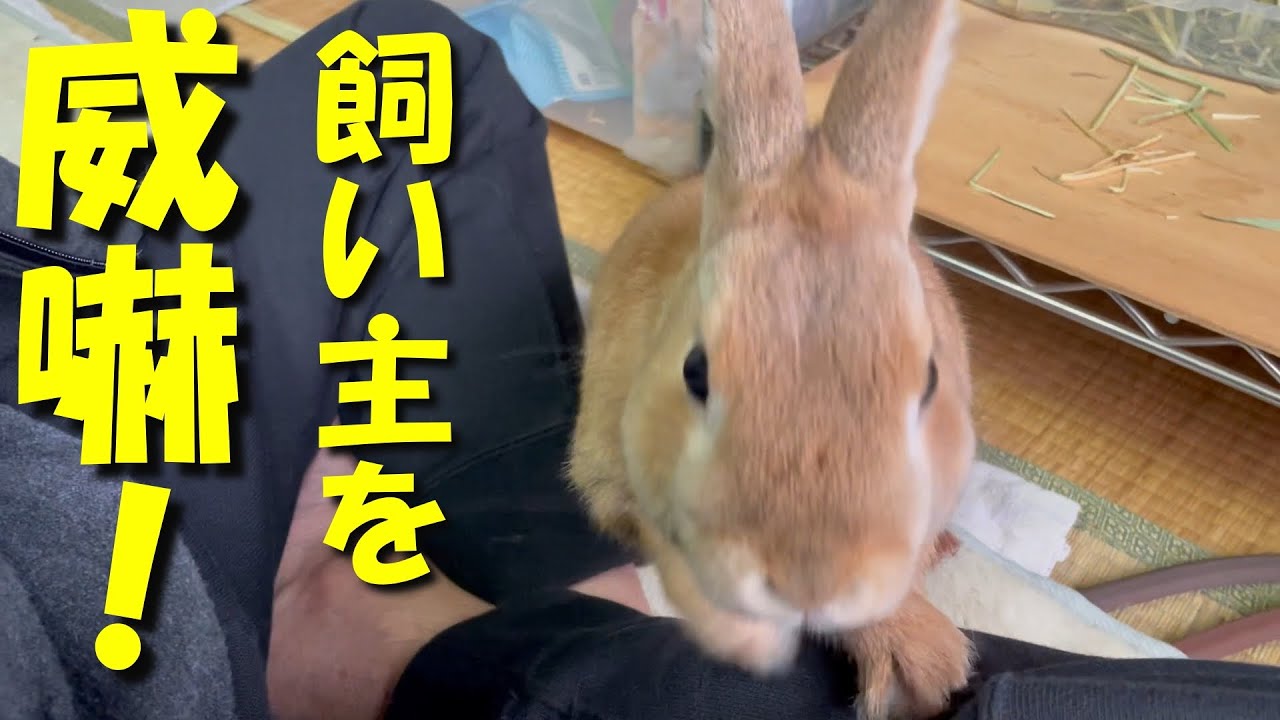うさぎが縄張りを荒らす飼い主に激怒しました。　(No.595)