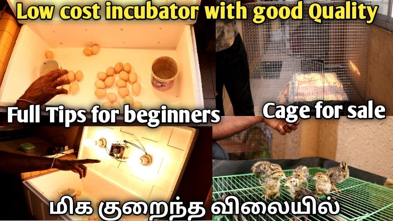 Egg hatching incubator in chennai  Sale with Price - Egg incubator