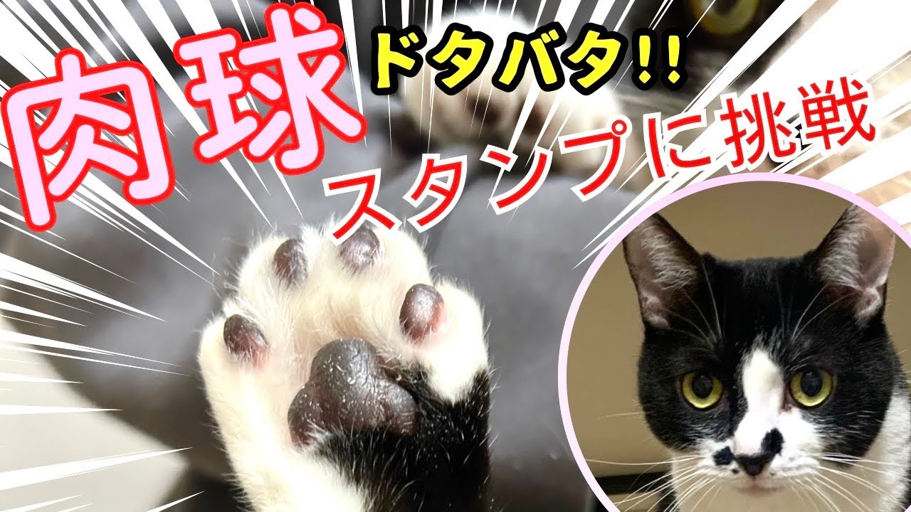 インクが付かない肉球スタンプに挑戦。【記念品】