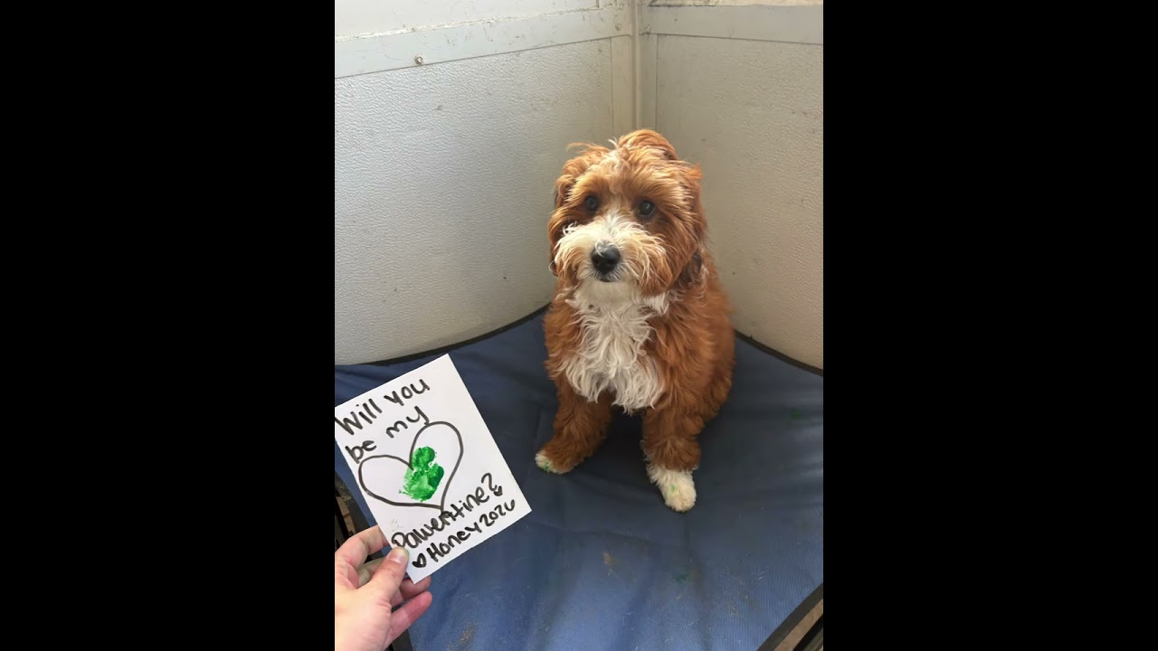 Honey-berendoodle 