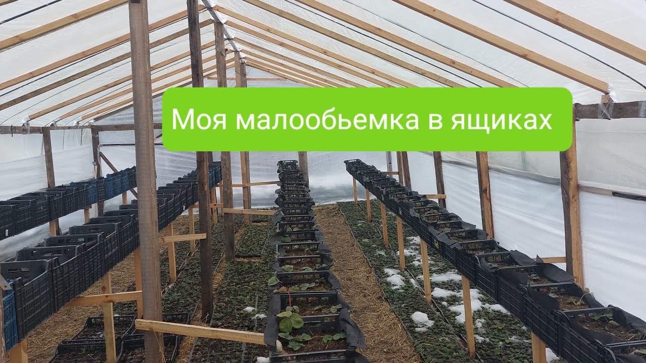 Клубника в ящиках. Перезимовала или нет?