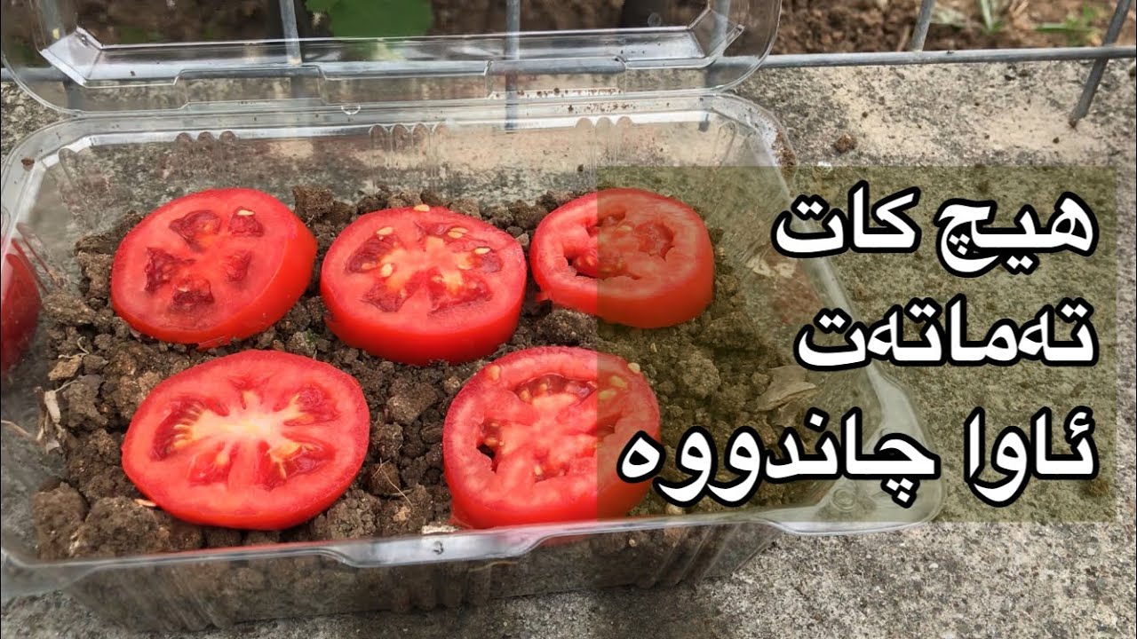 زۆر گرنگە شێوازی چاندنی تەماتە بە ئاسانترین شێوە بۆ دروست کردنی شەتڵ#agriculture #زراعة #youtube