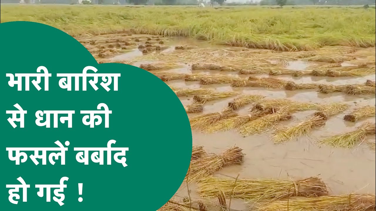 MP Rain : MP के इन जिलों में भारी बारिश से तबाही, पक कर तैयार धान की फसल बर्बाद ! MP Tak