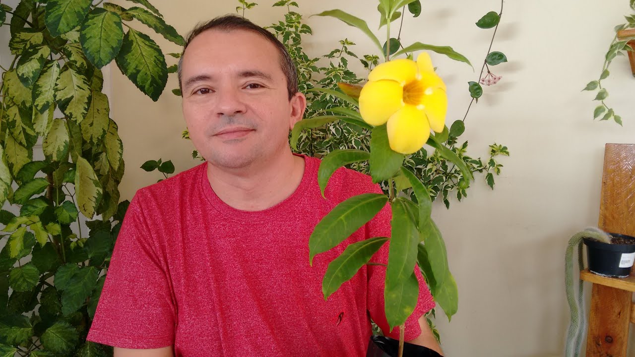 Alamanda como plantar e cuidar.