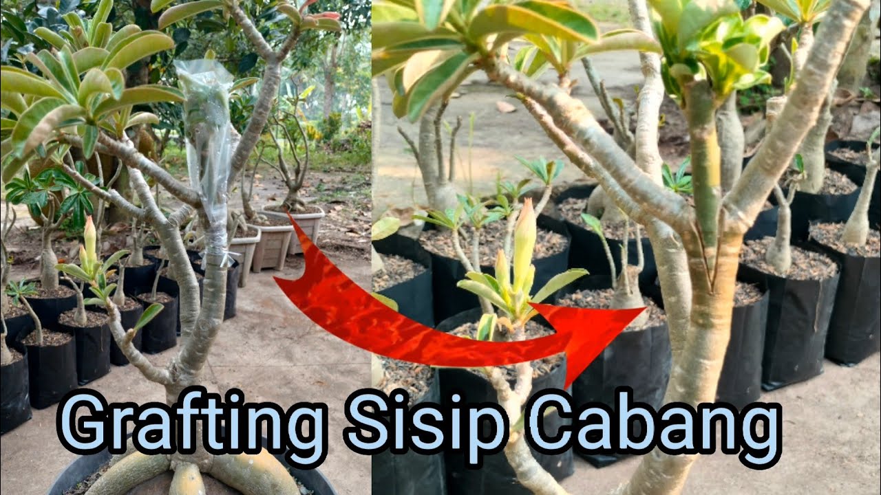 Grafting Adenium Sisip Cabang Mudah dan Tingkat Keberhasilan Tinggi. Simple & Success Grafting.