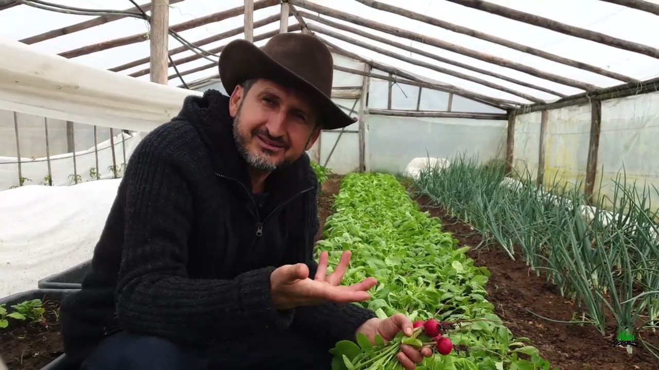 Cultivarea simplă și eficientă a ridichilor de lună