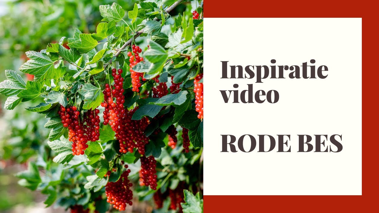 Inspiratievideo: rode bessen