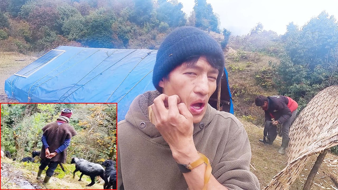 pastoral life of Nepal || Himalayan Nepal || shepherd life of Nepal || @pastorallifeofnepal