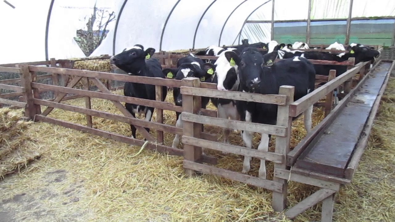 Compact feeding for intensive Scottish set up