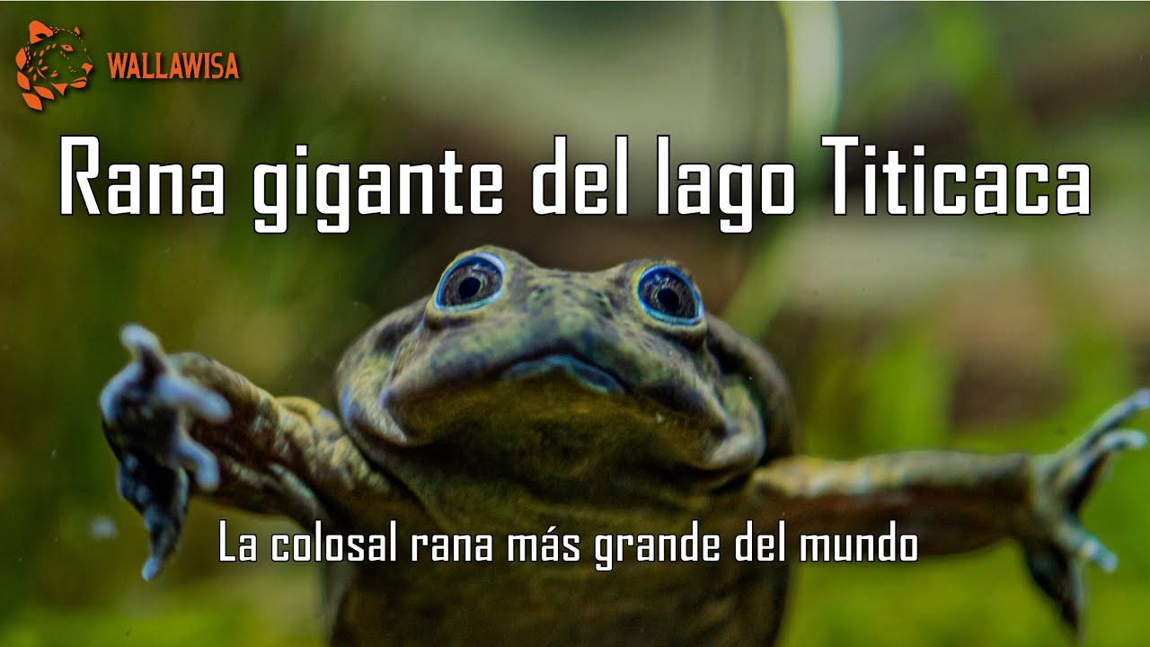 LA COLOSAL RANA GIGANTE DEL LAGO TITICACA