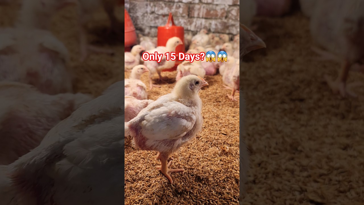 15 Days Broiler Chicks Update 🐥| Growth Check | Farming Bangladesh 