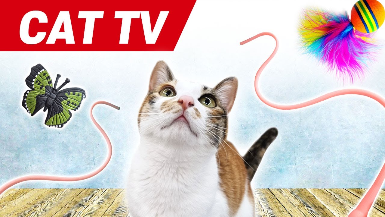 고양이가 좋아하는 영상 5시간😺5분마다 바뀌는 쥐 꼬리, 나비, 공, 깃 장난감❤️외출 취침시 TV나 스마트폰으로 틀어주세요😻CAT TV