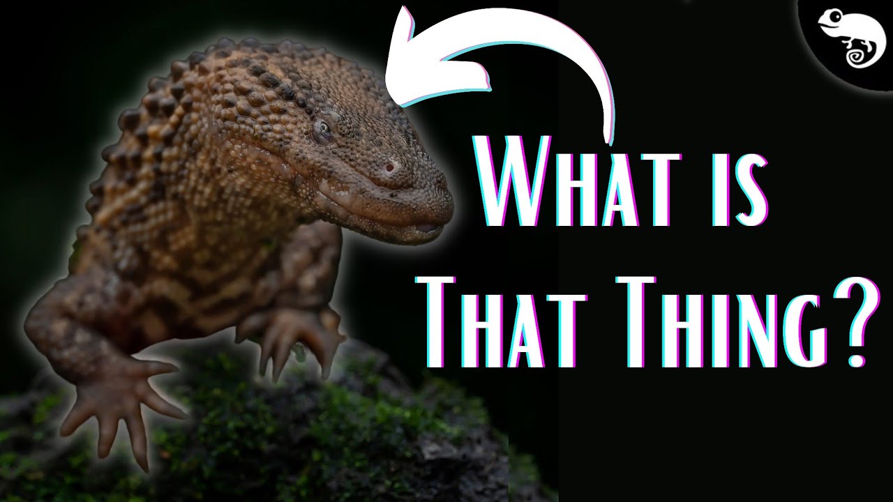 These Are the COOLEST Lizards in the World! Do You Know What They Are?