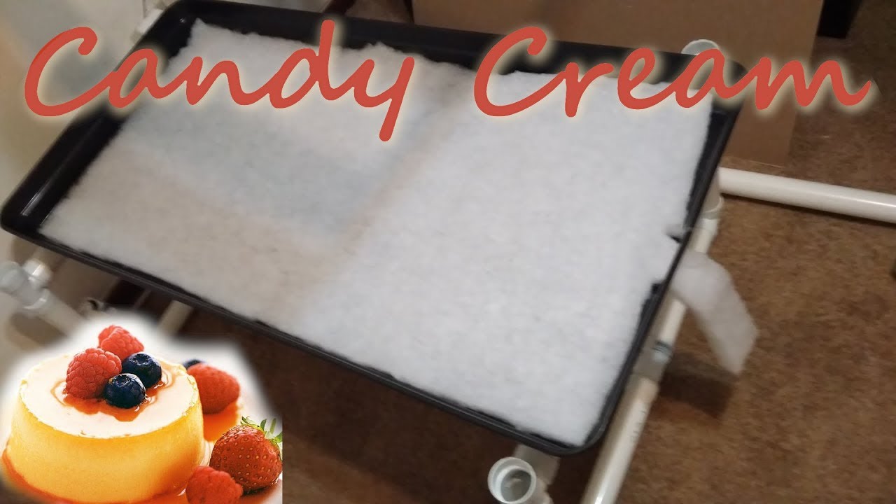2019 Candy Cream strain, grow journal : part 2 :- Day 1 On the table.