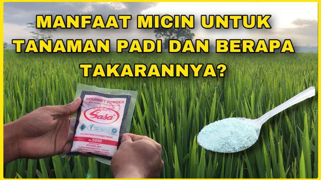 Manfaat Micin Untuk Tanaman Padi | Berapa Dosis Per Tangki 16 Liter?