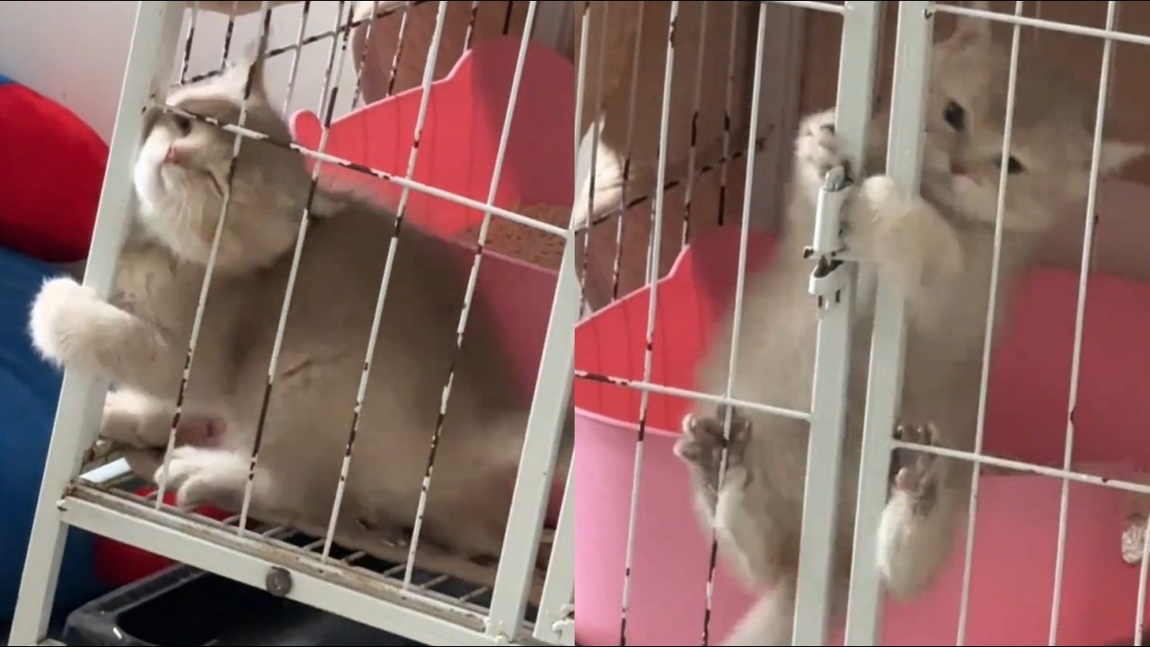 Tiny Kitten Outsmarts Her Cage in a Daring Escape