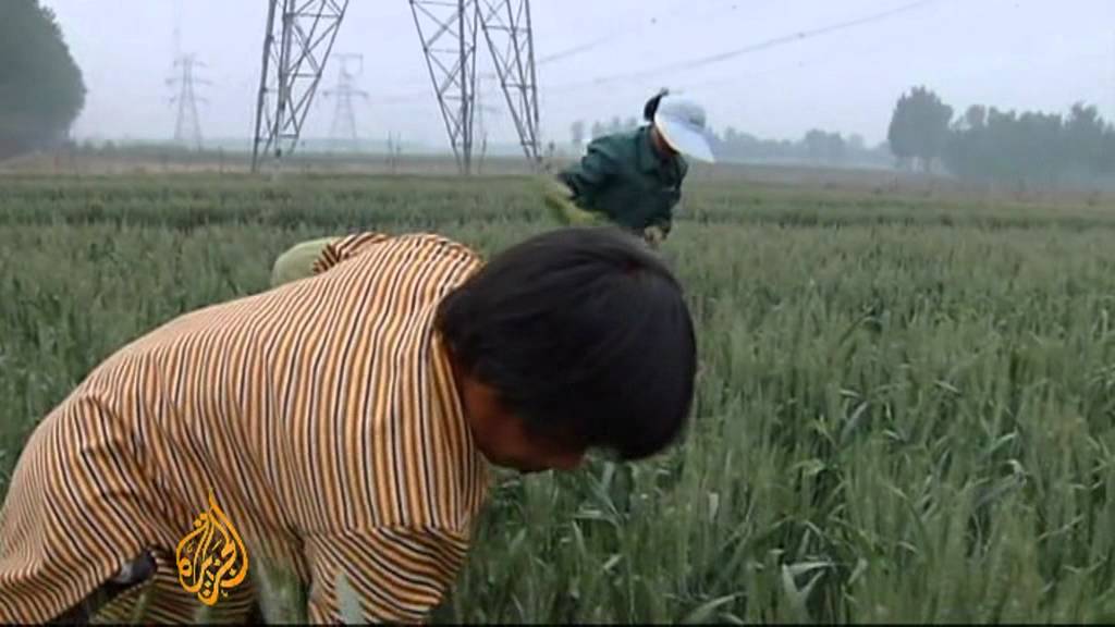 China aims to stop food scams