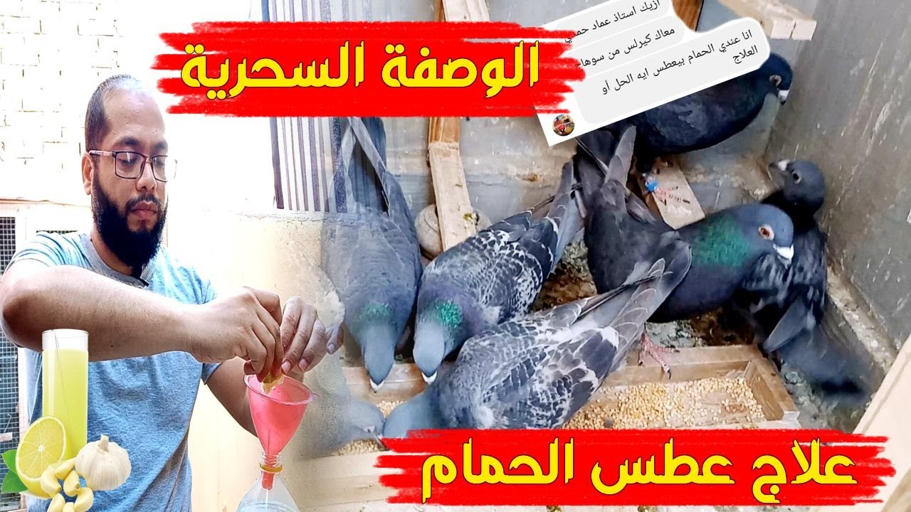 علاج عطس الحمام بدون ادوية في 3 أيام