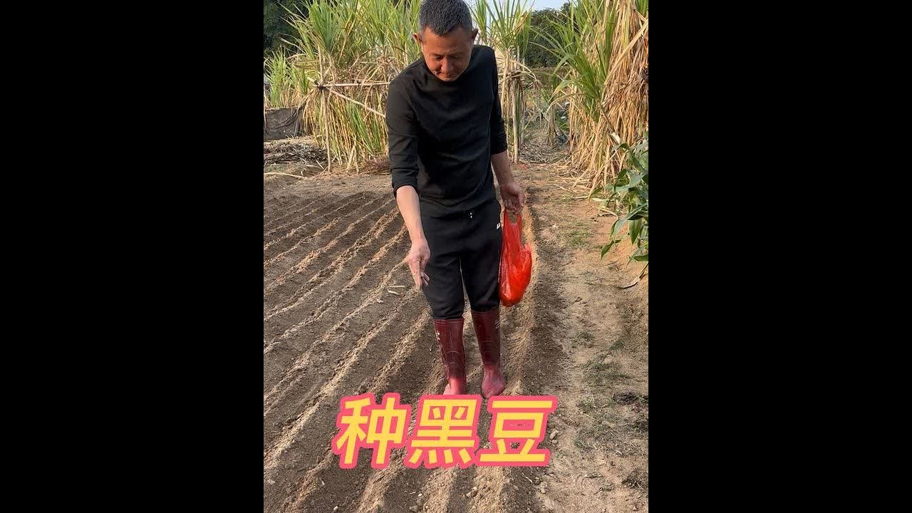 前几天舅妈送给我们一些黑豆种子，我们花了差不多半天时间满怀希望的播下种子，期待秋季满满的丰收。农村人田间地头欢乐多#真实记录生活日常 #田园生活#
