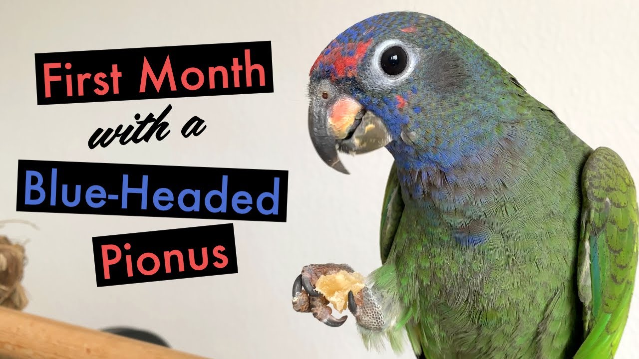 First Month with Magik the Blue-Headed Parrot (Pionus Menstruus)
