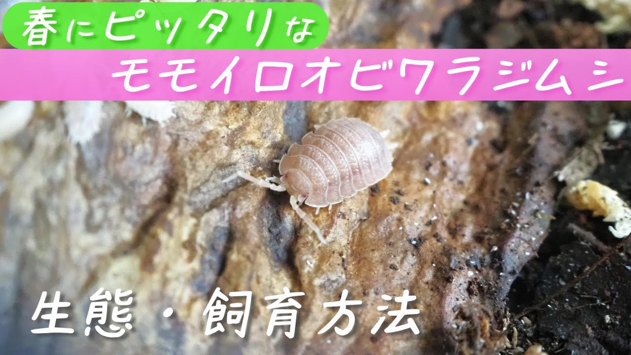 春にピッタリな『モモイロオビワラジムシ』を紹介します！【ワラダン】