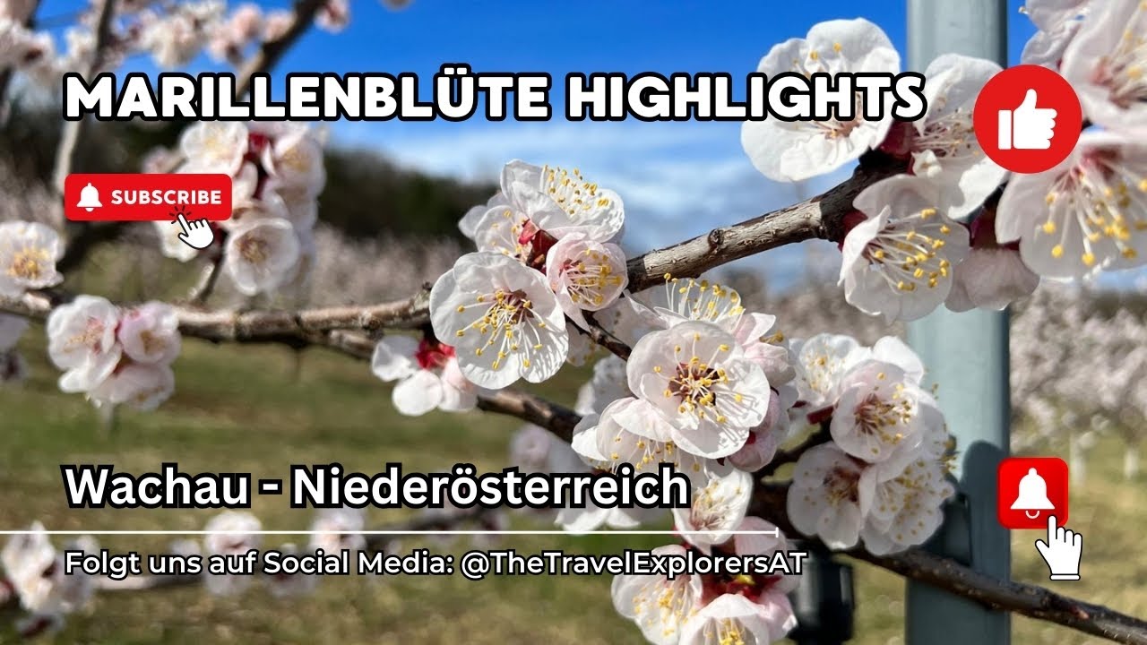 Marillenblüte Wachau - Highlights