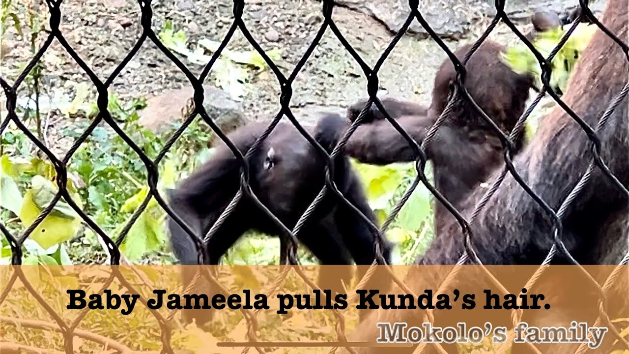 Mokolo’s family- Baby gorilla Jameela pulls Kunda’s hair.