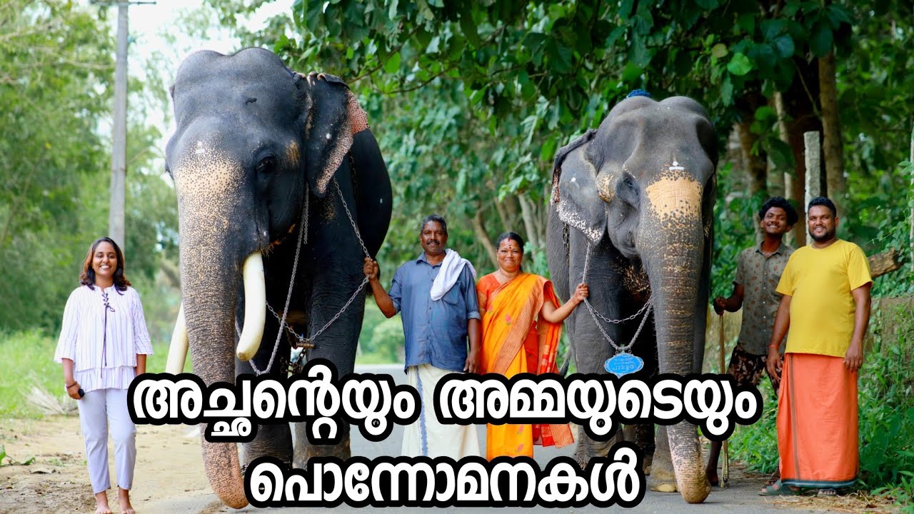 ചെറുകോൽ മഹാലക്ഷ്മി ശിവൻ | Cherukol Mahalakshmi Shivan | വൈറൽ വീഡിയോയിലെ ആന ഇവിടെ ഉണ്ട് | T4Trip