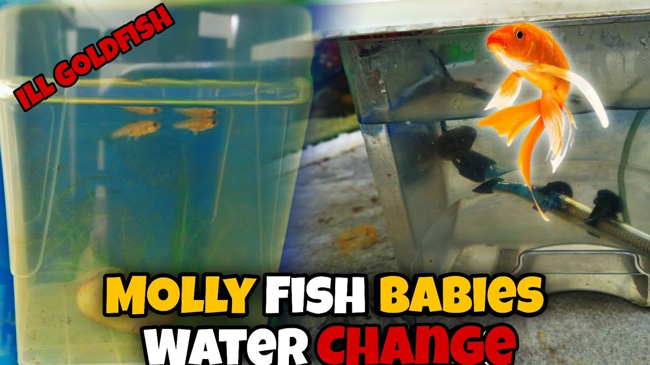 Molly Fish Tank Water Change 😊✌️ ┃Goldfish is ILL Again 😮☹️┃AUA Niazi 
