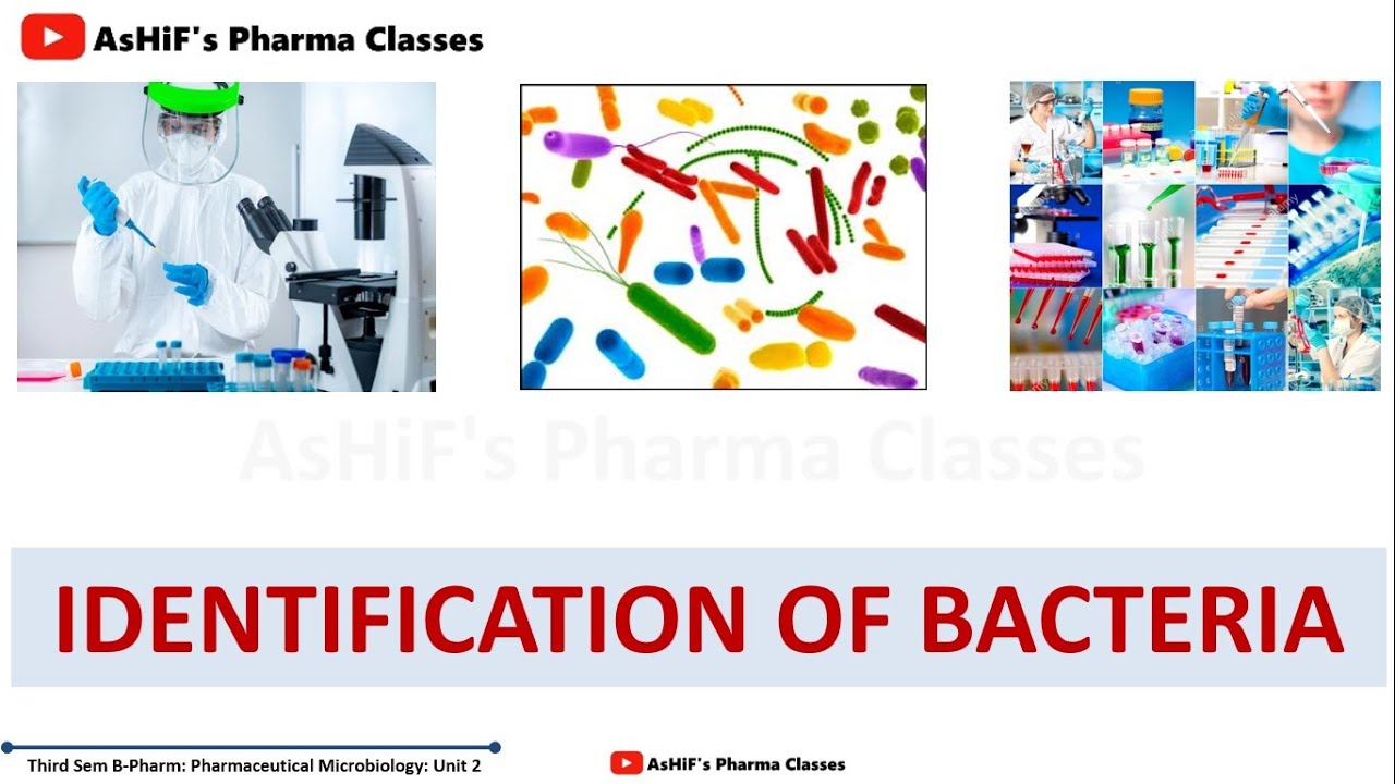 Identification of Bacteria Part 1: Microscopic Morphological Methods